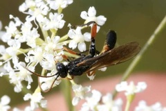 Phaenolobus terebrator