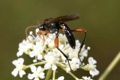 Phaenolobus terebrator