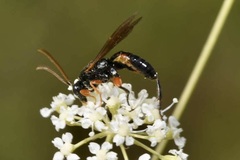 Phaenolobus terebrator