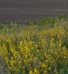 Chamaecytisus ruthenicus