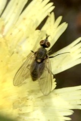 Phthiria pulicaria