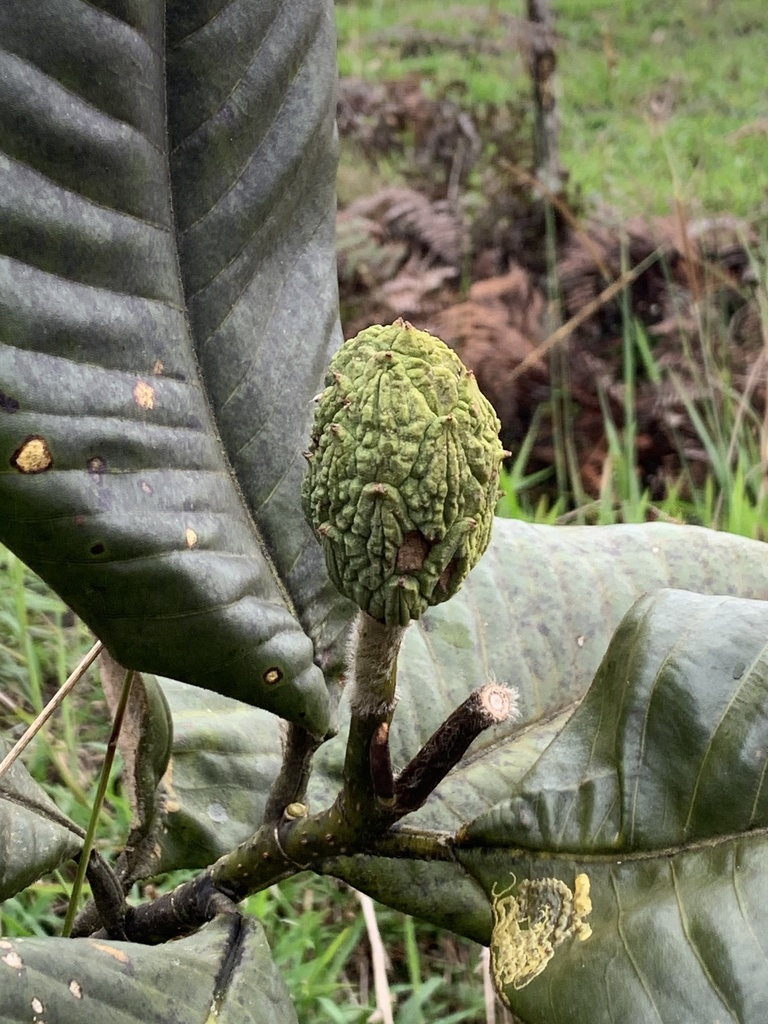 Magnolia jaenensis
