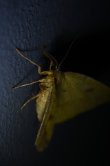 Heterolocha