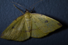 Heterolocha