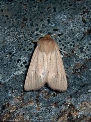 Ichneutica lissoxyla