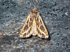 Ichneutica oliveri