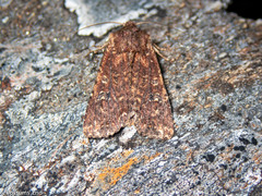 Ichneutica mustulenta