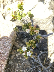 Epacris serpyllifolia
