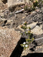 Epacris serpyllifolia