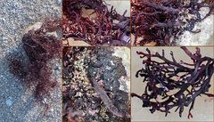 Rytiphlaea tinctoria