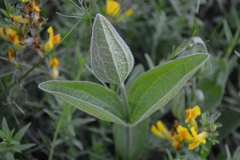 Clematis integrifolia
