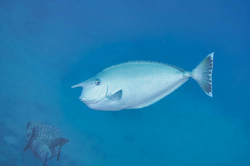 Gebande eenhoornvis (Naso annulatus) — Acanthuridae — 2