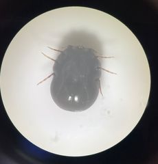 Rhipicephalus microplus