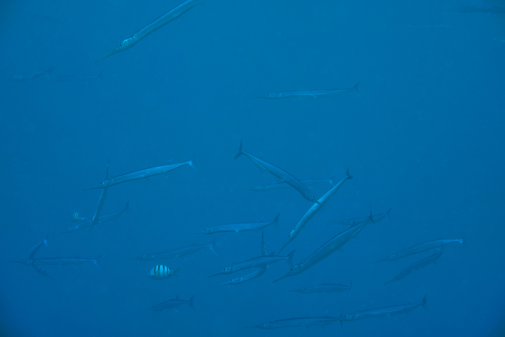 Pacific agujon needlefish (Tylosurus pacificus) — Belonidae