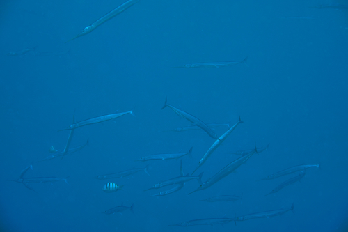 Pacific agujon needlefish (Tylosurus pacificus) — Belonidae