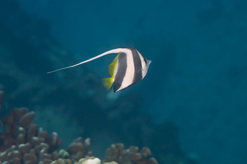 Bannerfish (Heniochus diphreutes) — Chaetodontidae — 2