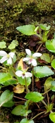 Viola adenothrix
