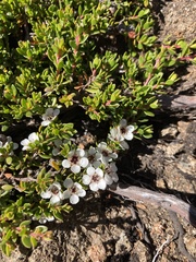 Leptospermum rupestre