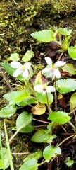 Viola adenothrix