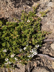 Leptospermum rupestre