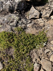 Leptospermum rupestre
