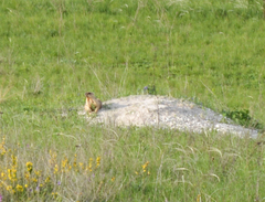 Marmota bobak