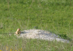 Marmota bobak