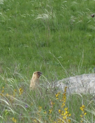Marmota bobak
