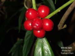 Daphne kiusiana