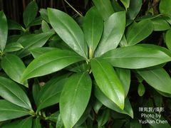 Daphne kiusiana
