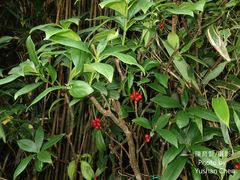 Daphne kiusiana