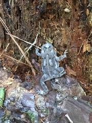 Anaxyrus fowleri