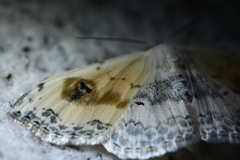 Scopula indicataria