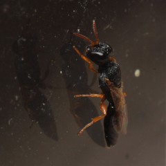 Arpactophilus