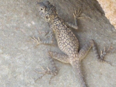 Laudakia nupta nupta