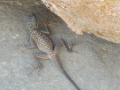 Laudakia nupta nupta