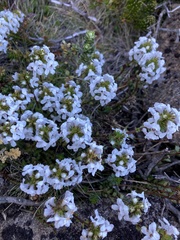 Euphrasia striata
