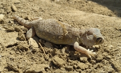 Stenodactylus affinis