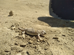 Stenodactylus affinis