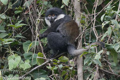 Allochrocebus lhoesti