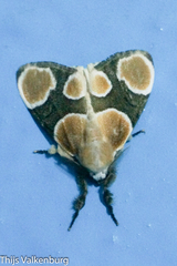 Dasychira triselena