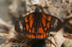Acraea amicitiae
