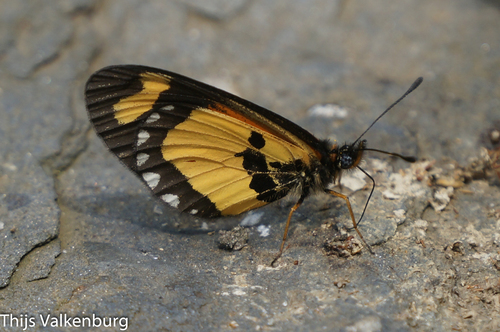 Tiny Acraea