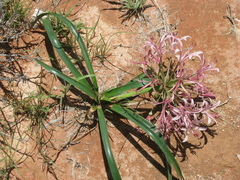 Nerine laticoma