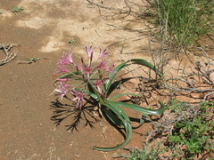 Nerine laticoma