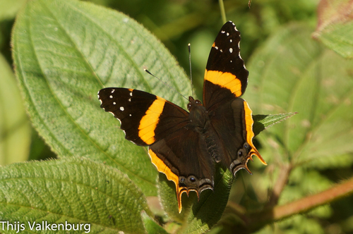 Long-tailed Admiral