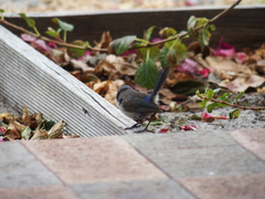 Malurus splendens splendens