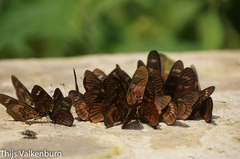 Pseudacraea