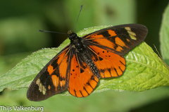 Acraea amicitiae