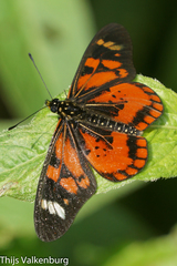 Acraea amicitiae